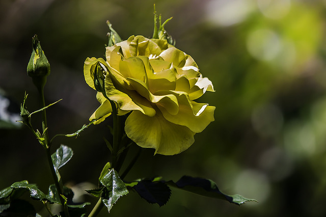 Check Out the Roses at the United States Botanic Garden