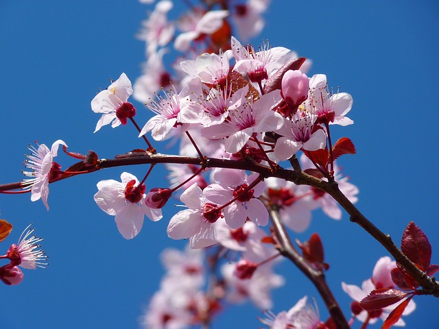 Celebrate Cherry Blossom Season at the Uber-Glam Pink Tie Party on March 22nd