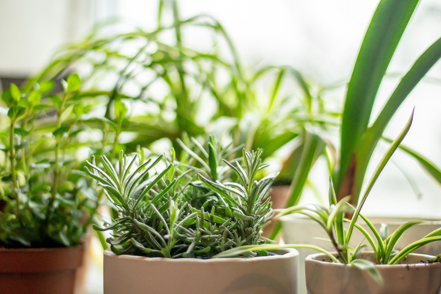 How to Start a Summer Herb Garden Without Leaving Your Washington DC Apartment