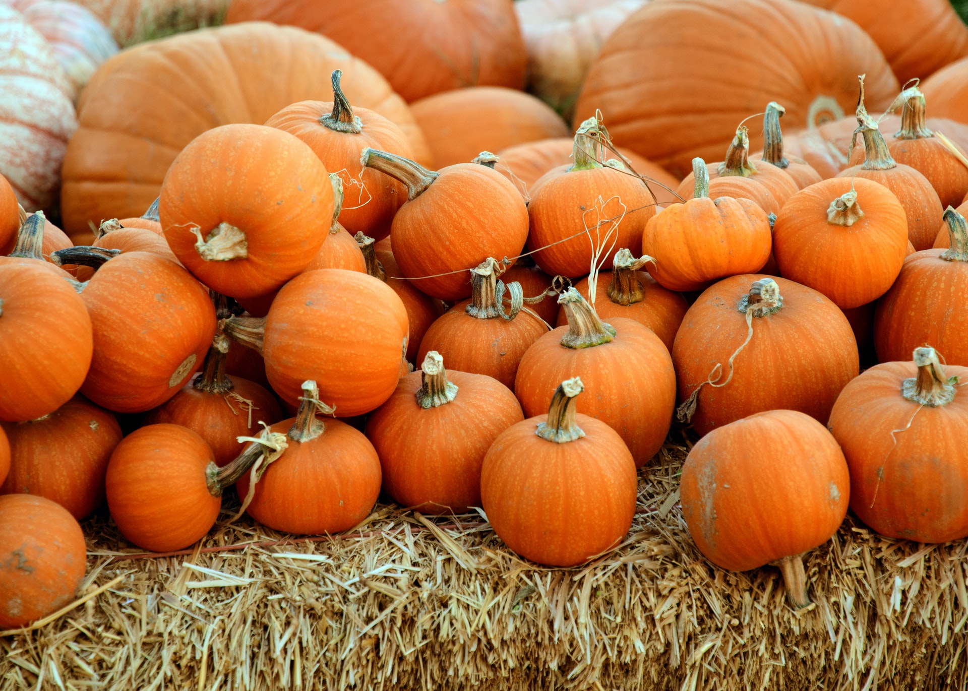 Creative No-Carve Ways to Decorate a Pumpkin in Your Washington DC Apartment