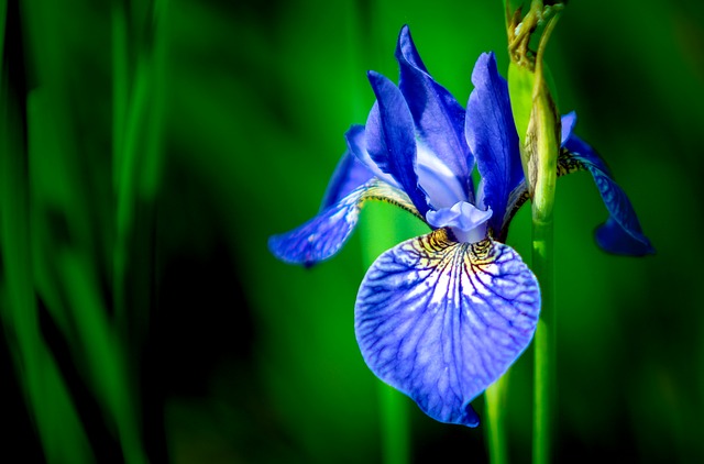 Blue Iris Flowers Bouquet